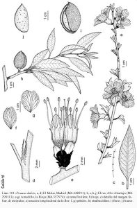 Lámina ilustrada de Prunus dulcis