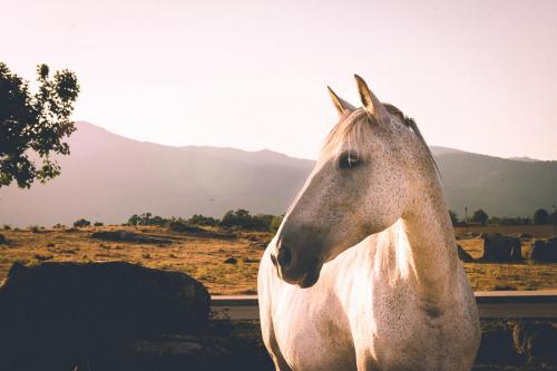 Imagen retrato de caballo