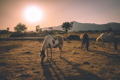 Imagen de caballos pastando y de la Peña Muñana